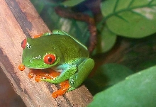 Slinky, male  redeye tree froggie