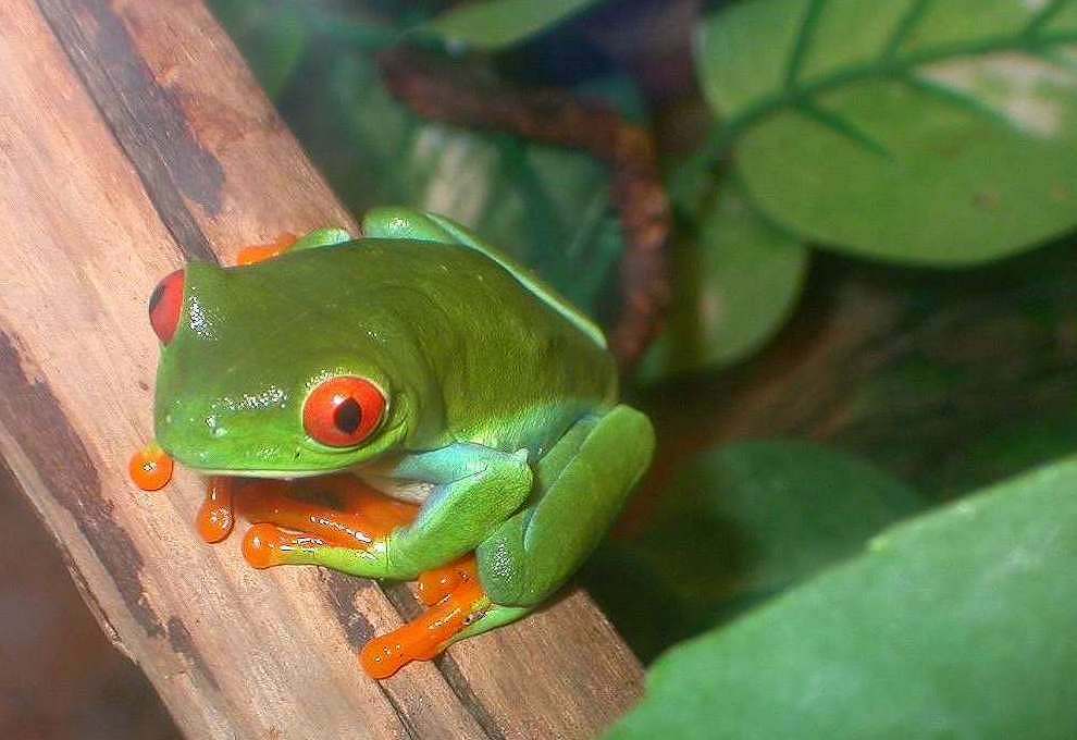 Slinky, male  redeye tree froggie
