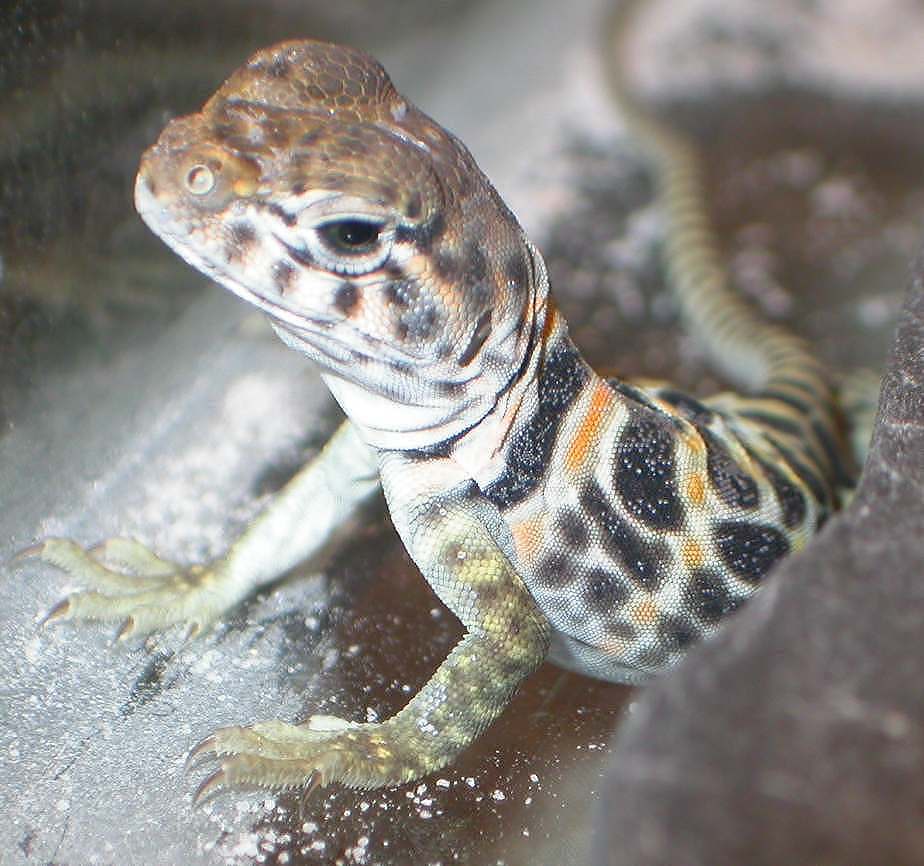 The Squirt gets sprinkled **  1 week old