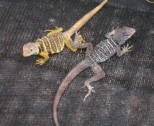 The Bajas out sunning