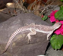 Female desert iguana
