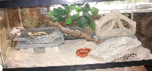 vestie  house 2