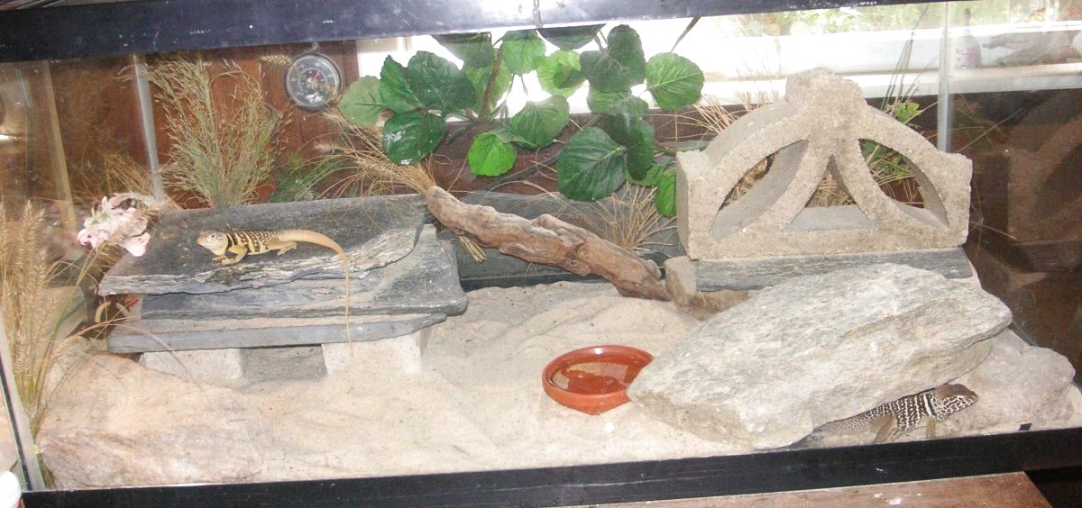 vestie  house 2