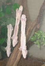 3 uroplatus henkeli sleeping