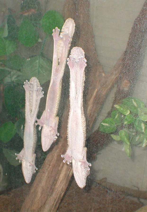 3 uroplatus henkeli sleeping