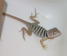 My first Vestigium hatchling :0)