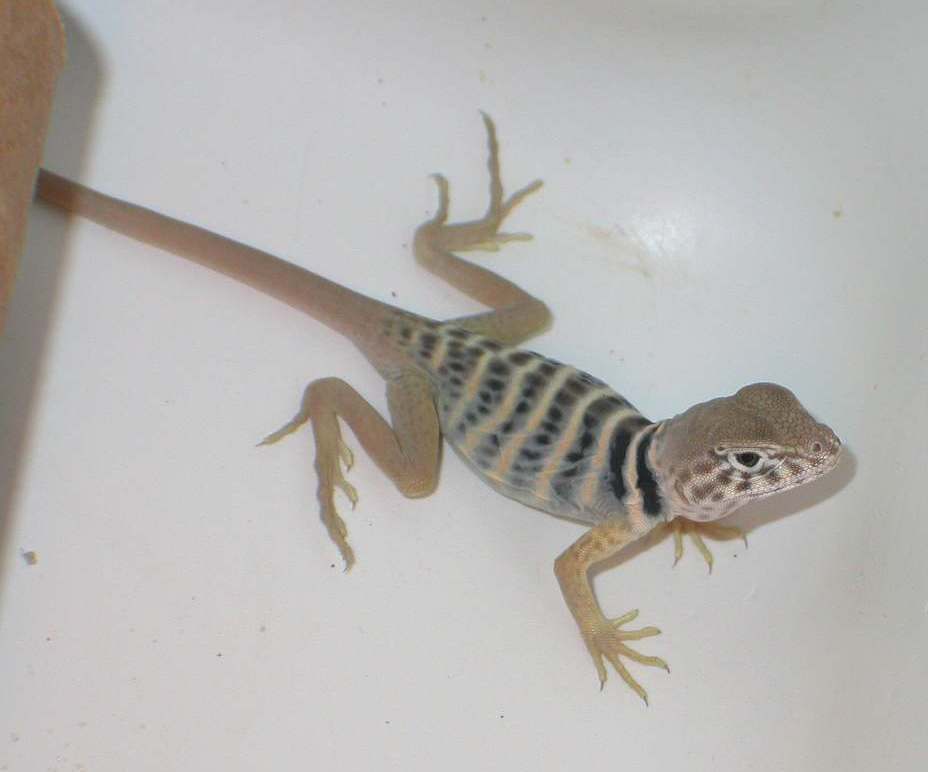 My first Vestigium hatchling :0)