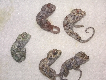 Werneri babies all born dead :0(