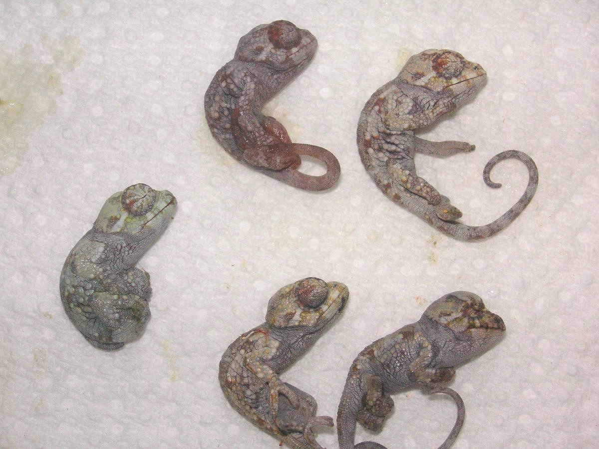 Werneri babies all born dead :0(