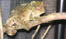 C. werneri female  on  the top basking  *MAD