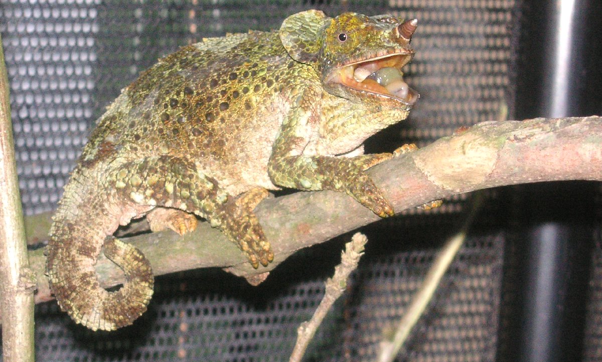 C. werneri female  on  the top basking  *MAD
