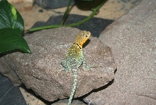 Yazhi