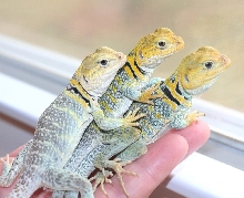 Young Yellers