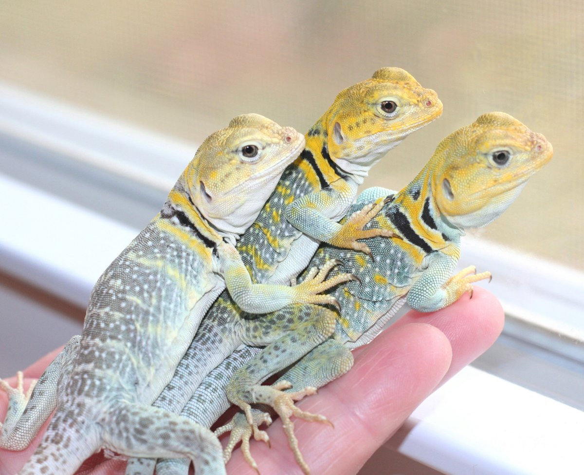 Young Yellers