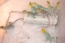 A few of my yellowheads in a holding bin