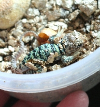 Yellowhead baby just hatched  7/22/09
