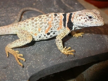 Zia  ,  female C.bicinctores