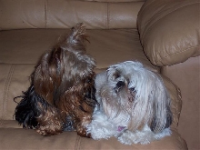 Zoey and ginger