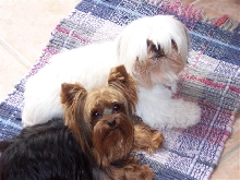 Friends, Zoey and Ginger