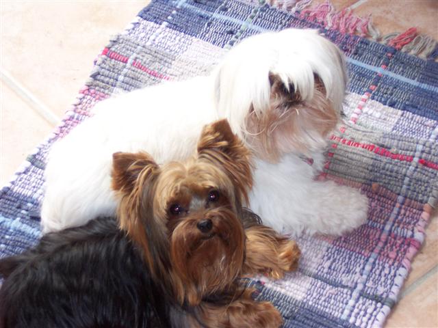 Friends, Zoey and Ginger