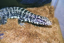 B/W Tegu - Kitty