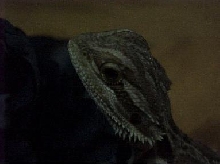 ozzy2