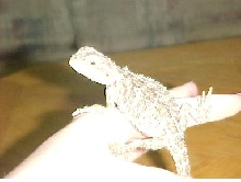 ozzy7