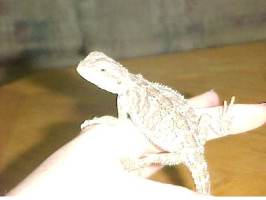 ozzy7