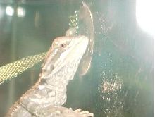 ozzy13