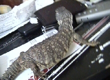 Lenny