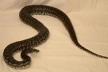 8 foot female Coastal