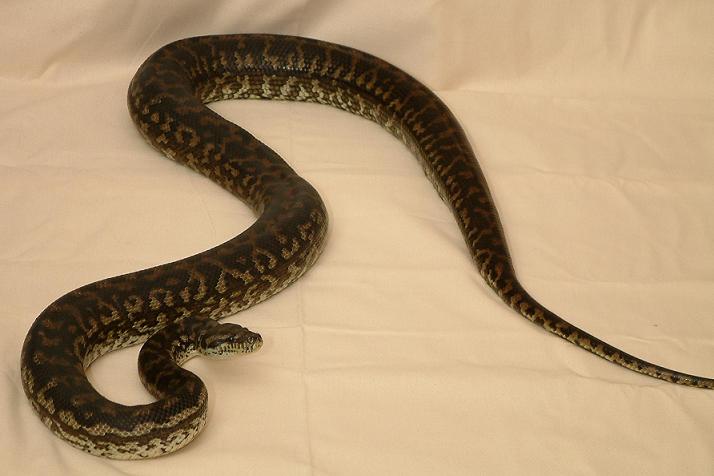 8 foot female Coastal