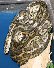Female Coastal Carpet
