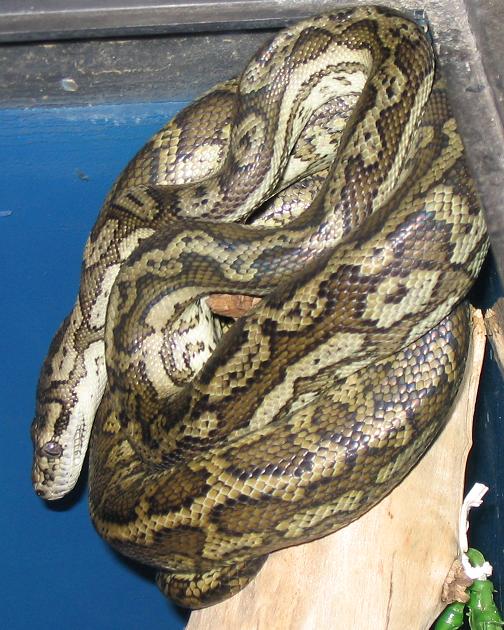 Female Coastal Carpet