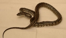 Yearling female coastal carpet
