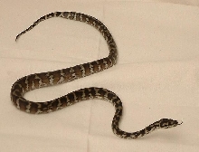 6 month old Irian Jaya Carpet