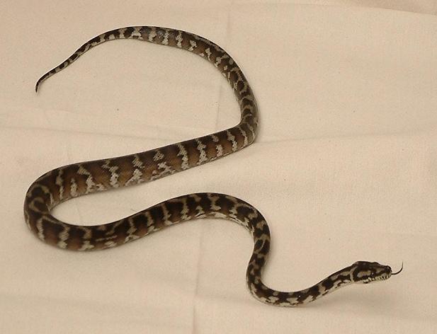 6 month old Irian Jaya Carpet