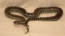 6 1/2 foot male coastal carpet