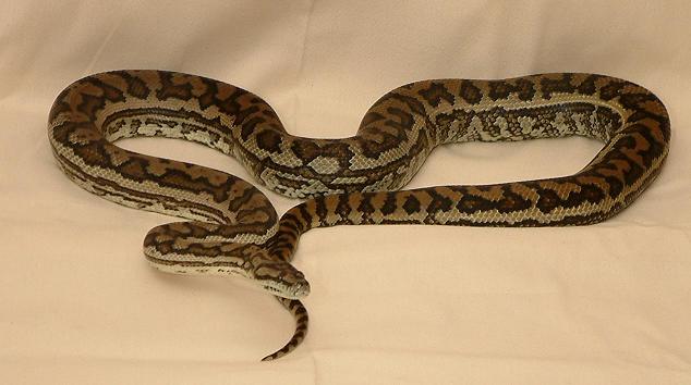 6 1/2 foot male coastal carpet