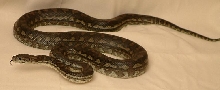 7 foot male coastal carpet