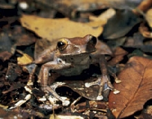 CAN ANYONE IDENTIFY THIS FROG??!