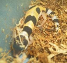 first hatchling