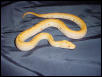 Albino Green Baby Burm