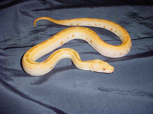 Albino Green Baby Burm