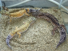 Melanistic Male