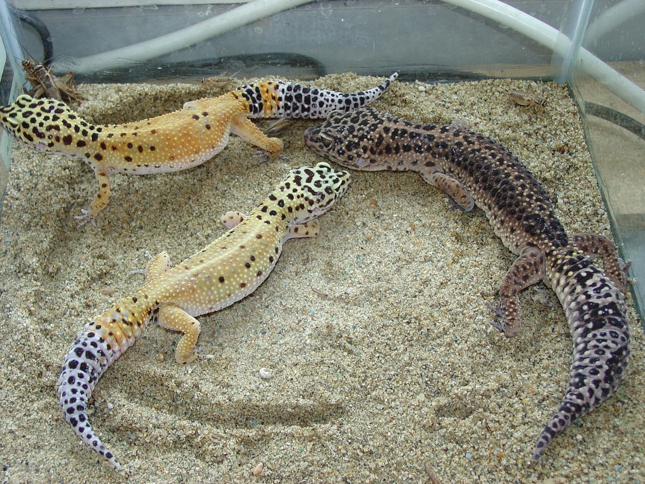 Melanistic Male