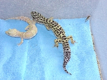 RW female & RW het male