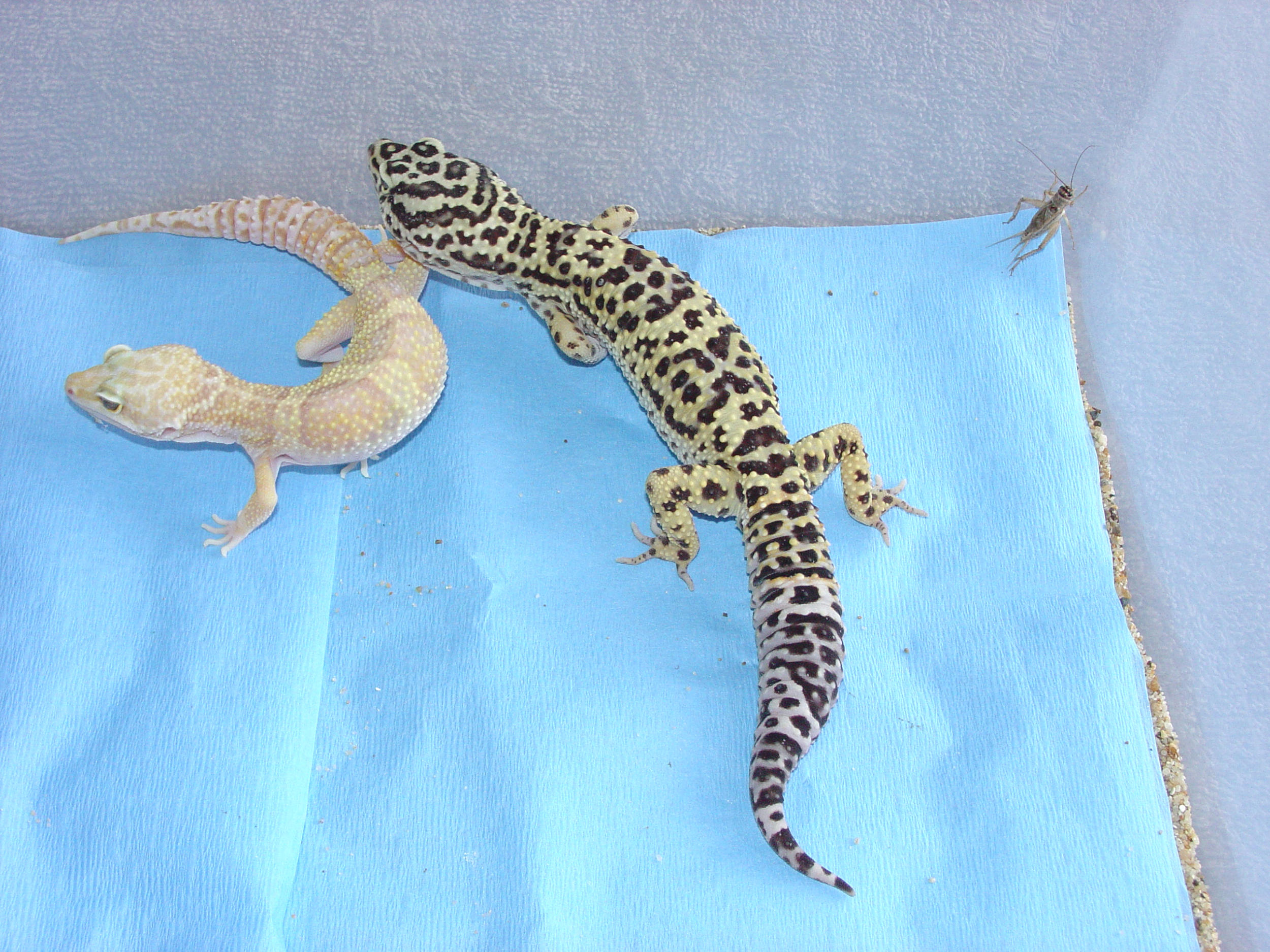RW female & RW het male