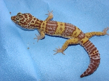 Darker Tremper Albino