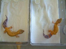 HISS sisters